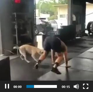 Man and Dog Exercising