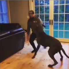 Dogs Do Lunges